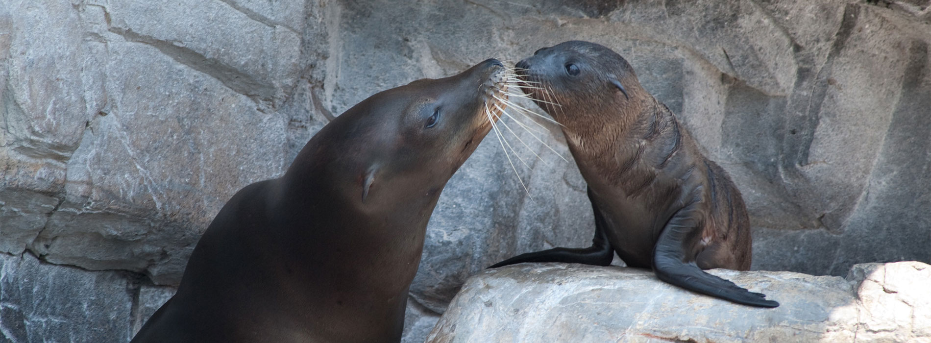 Sea Lions