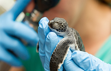 Baby Sea Turtle Rescue