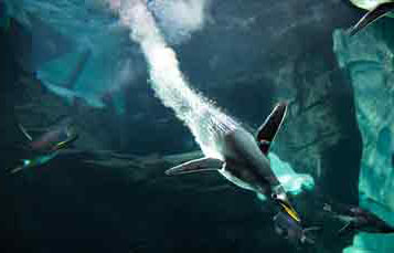 Gentoo penguin diving