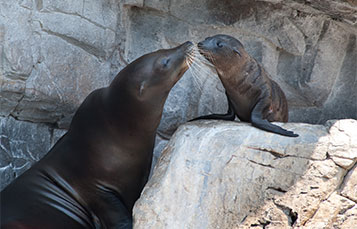 Sea Lions