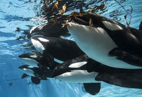 Group of killer whales playing with seaweed