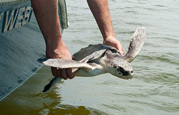 Rescued turtle gets released.