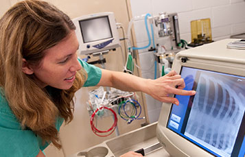 Veterinarian reviews manatee X-rays.