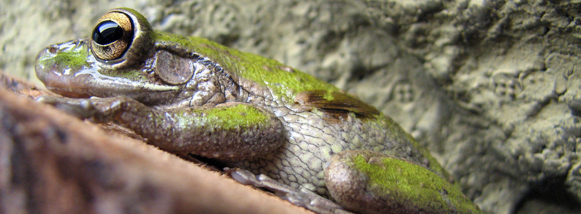 Cuban Tree Frog camouflaged on slab rock with bulging golden eyes