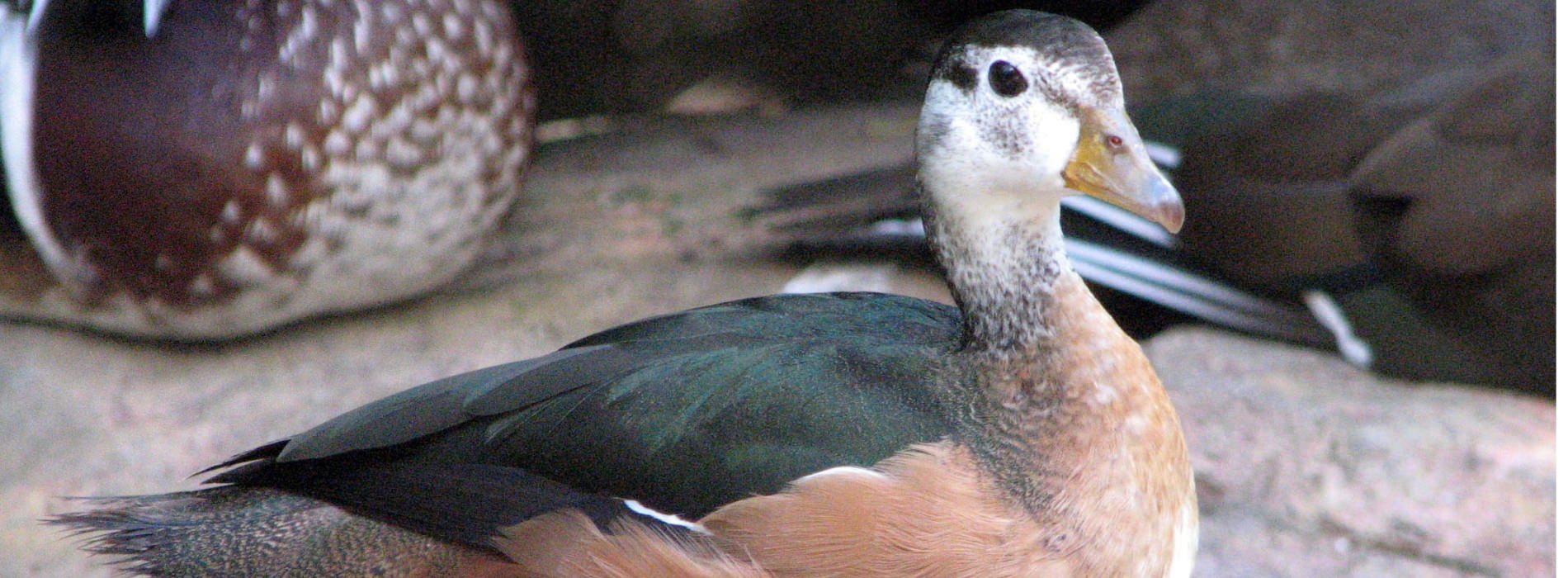 African Pygmy Goose