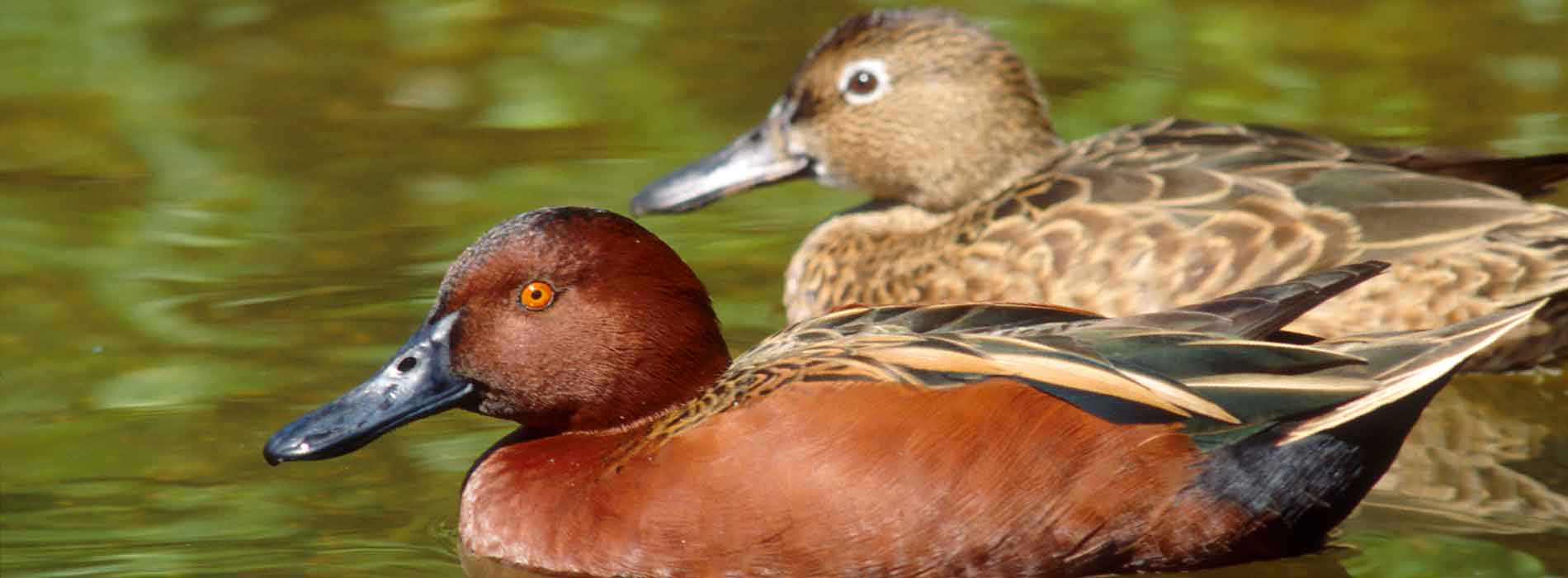 A cinnamon teal on the surface of the water with foliage in background