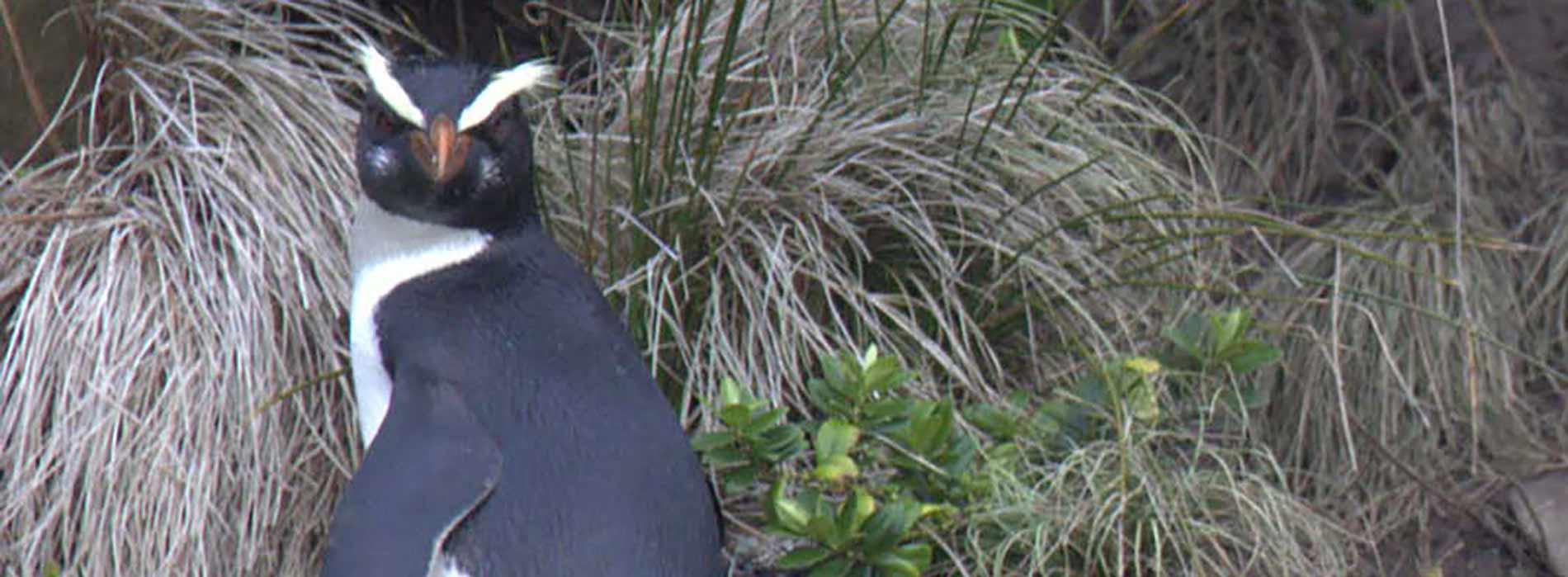 Fiordland crested penguin