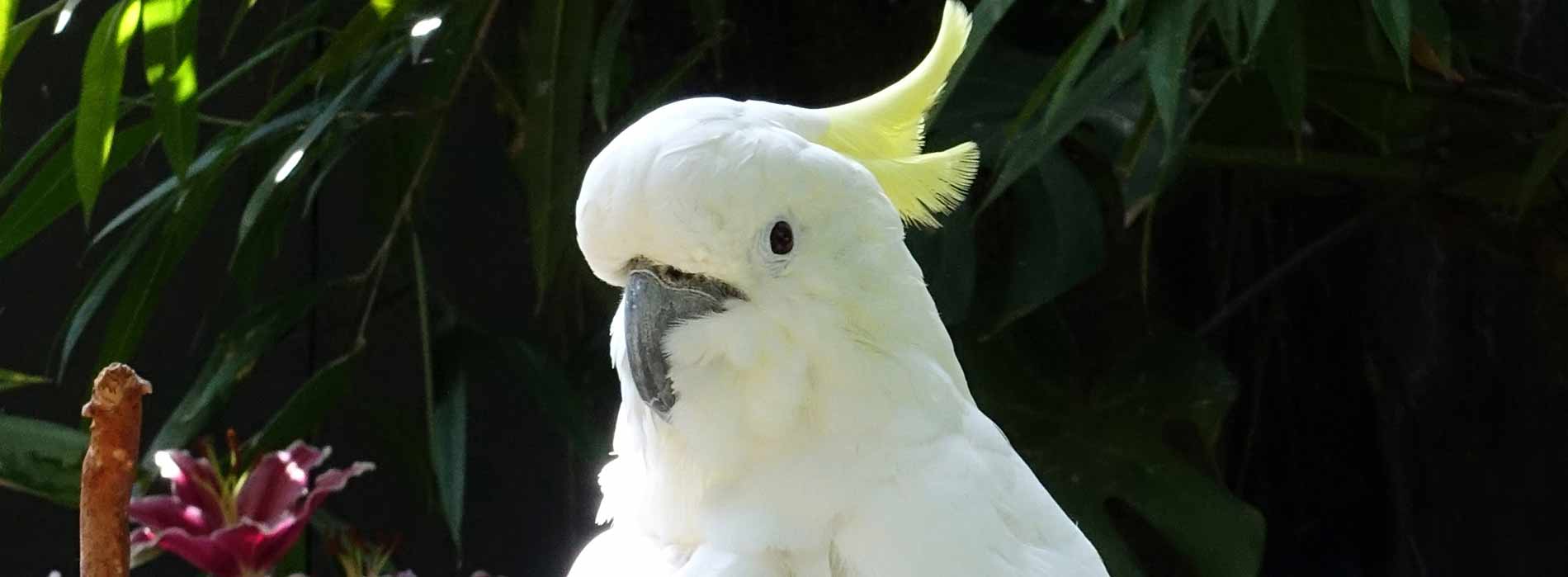 Greater sulphur crested cockatoo
