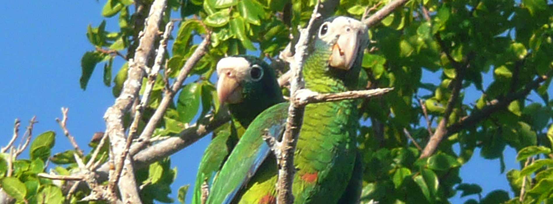 Hispaniolian Amazon parrot