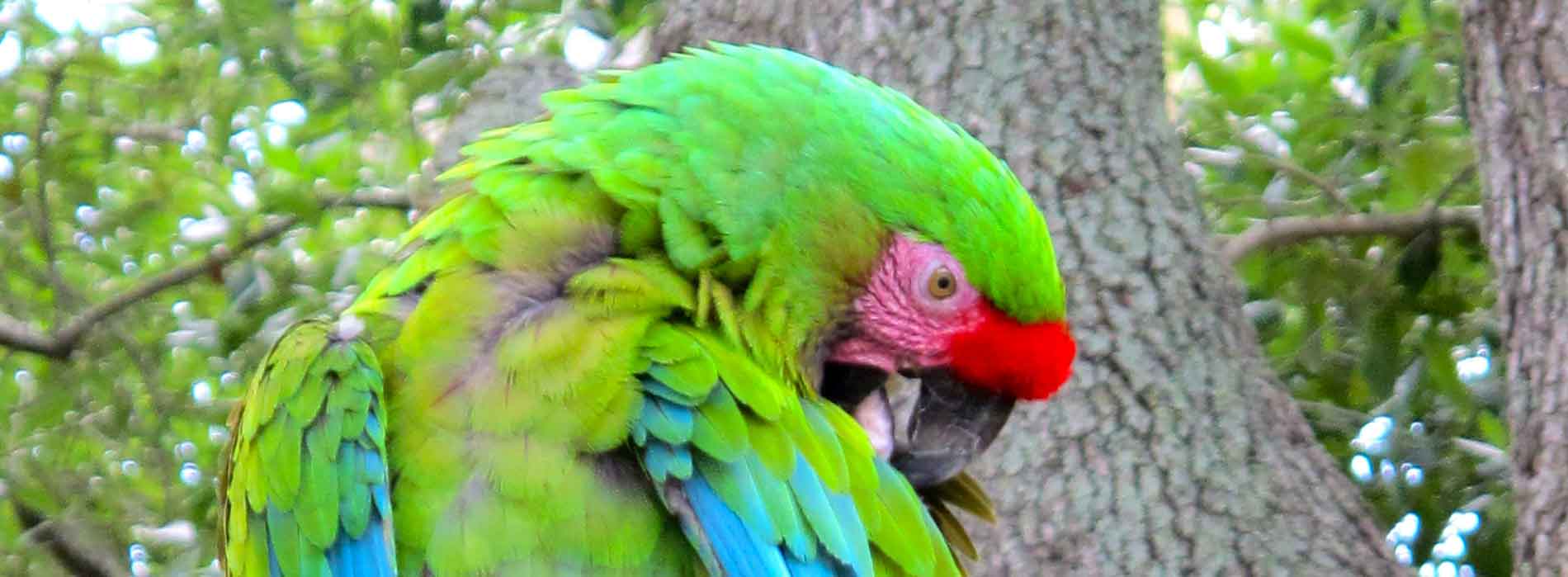 Mexican Military Macaw