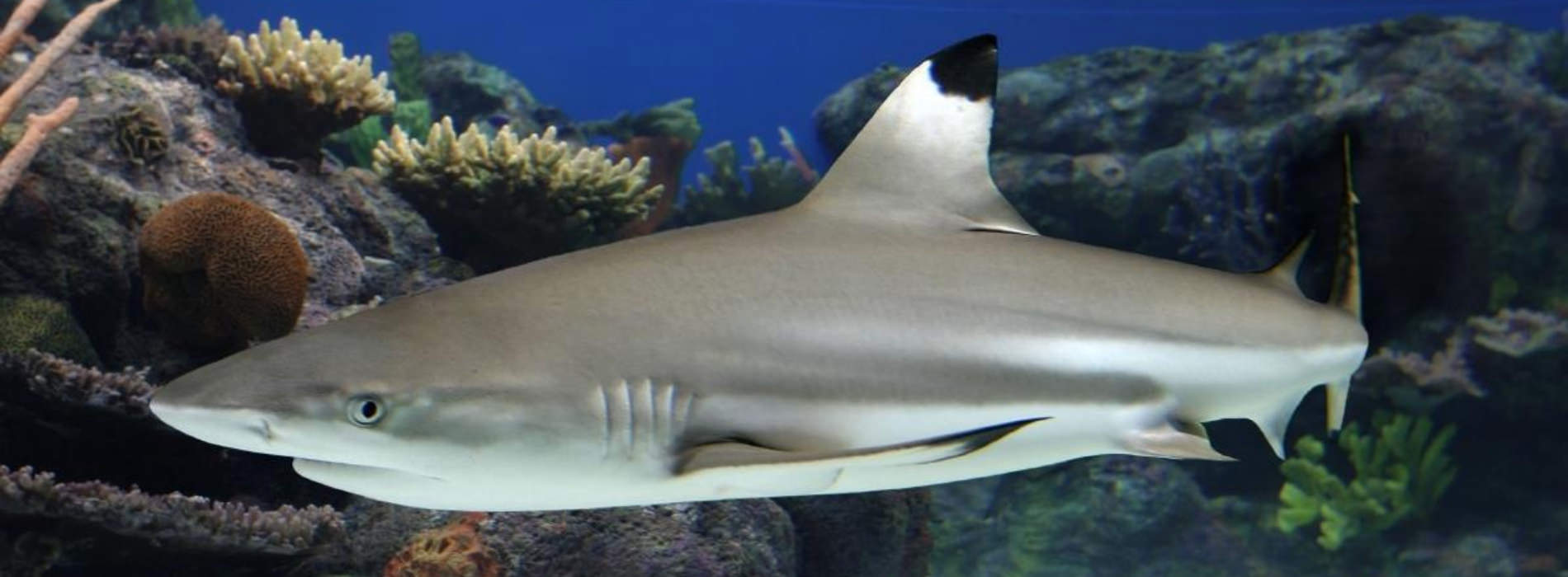 Pacific Blacktip Reef Shark 