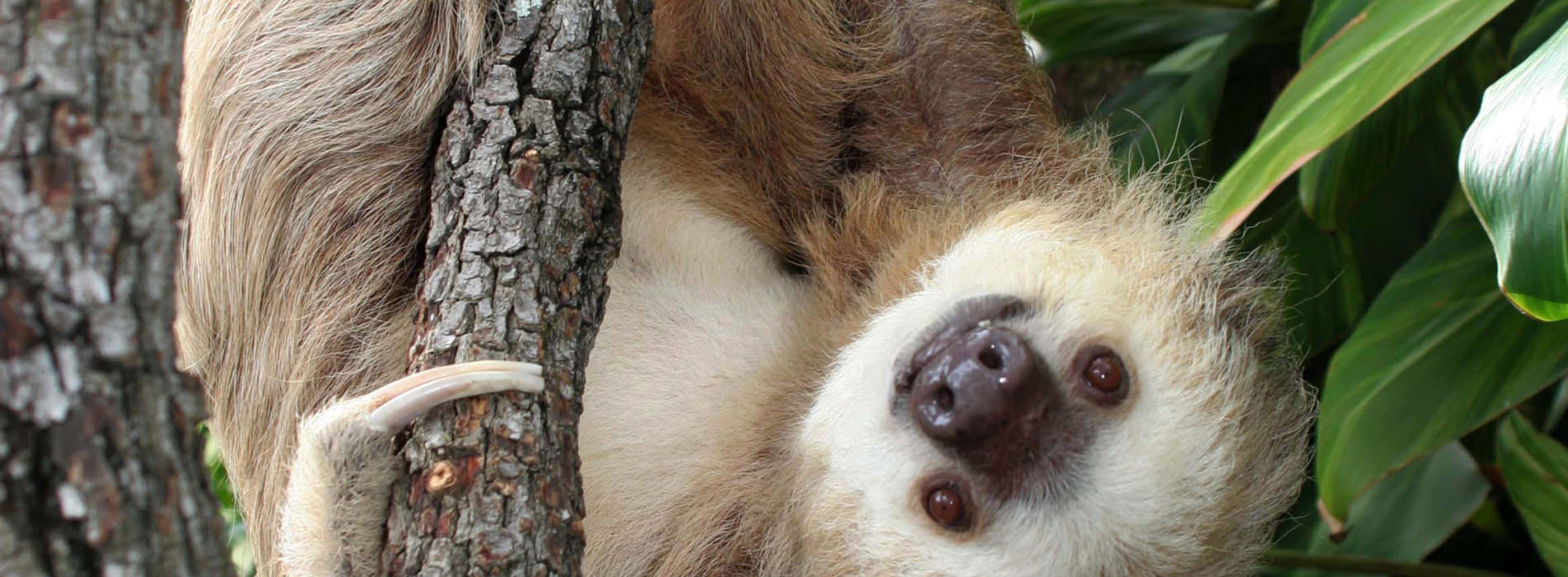 Hoffmans Two-Toed Sloth