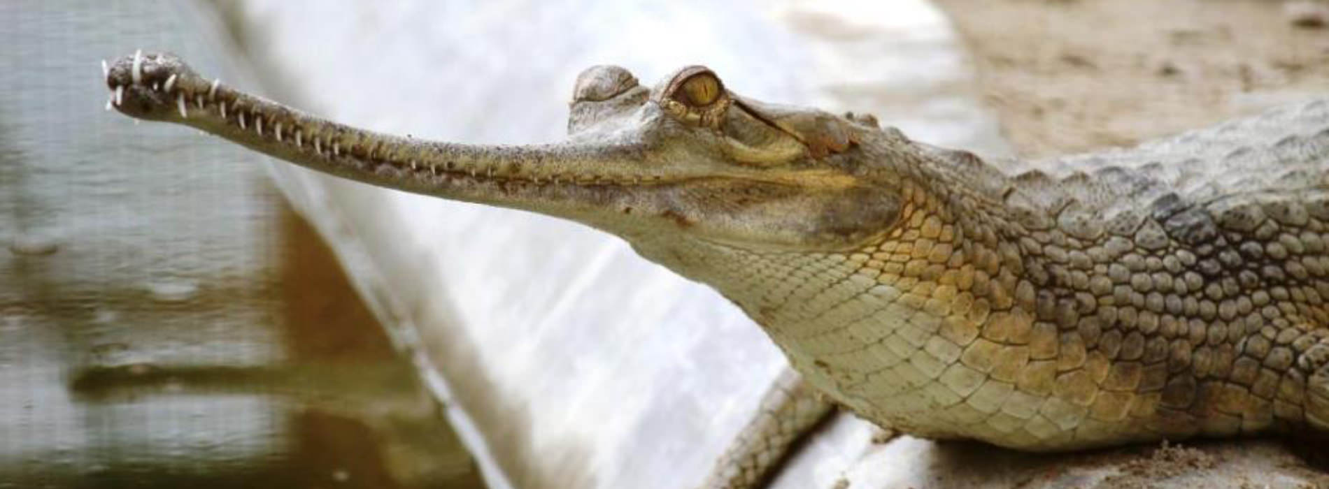Gharial Facts And Information Seaworld Parks And Entertainment
