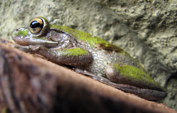 Frog camouflaged on slab rock with bulging golden eyesFrog camouflaged on slab rock with bulging golden eyes