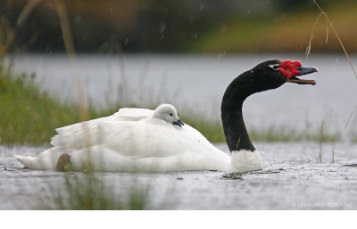 A black-necked swan swims near the edge of the water, head extended forward. A gosling is on its back.