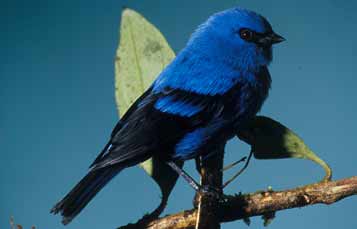 Blue and Black Tanager