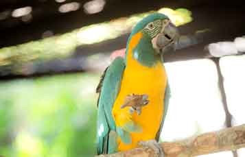 Blue throat macaw