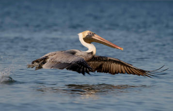 A brown pelican flies just above the surface of the water