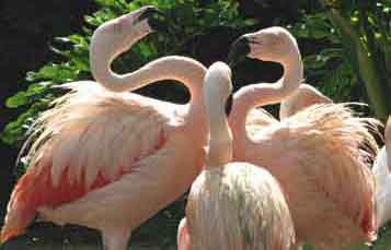 Three Chilean Flamingos