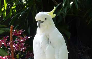 Greater sulphur crested cockatoo