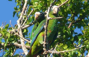 Hispaniolian Amazon parrot