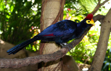 Lady Ross Turaco