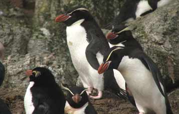 Snare Island Penguin