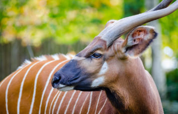 Bongo Antelope