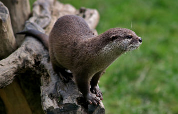 Congo Clawless Otter
