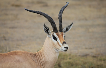 Dorcas Gazelle