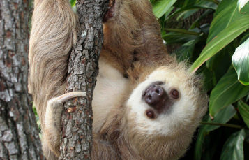 Hoffmans Two Toed Sloth