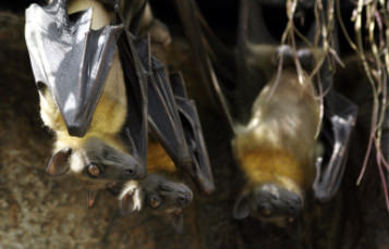 Short Tailed Fruit Bat