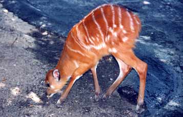 Sitatunga Antelope
