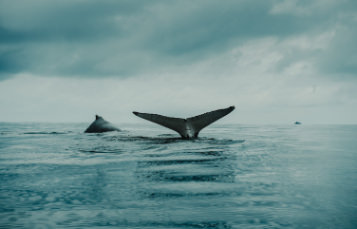 Whale fluke breaching surface