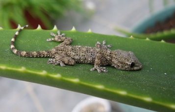 Solomon Island Gecko