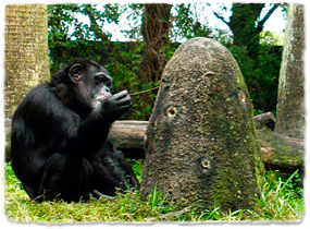 A chimpanzee inserting a stick into an anthill