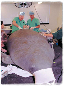 Veterinarians care for a manatee in a facility out of the water.