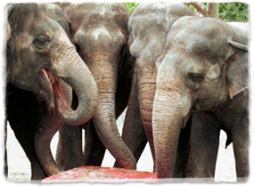 Four elephants gather around a large popsicle on the ground, using their trunks to eat from it.