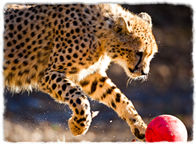 A leopard plays with a ball.