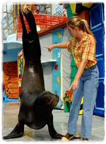 A sea lion holds itself upright on its pectoral flippers, following a trainer's hand signals.