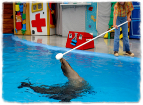 A sea lion in a pool follows a target pole held over the water by a trainer.