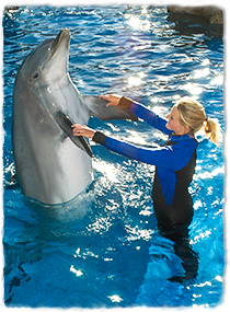 A trainer standing in a pool holds a dolphin's pectoral flippers while training.