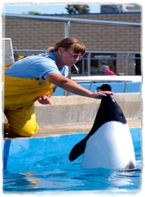 A Commerson's dolphin raises its head out of the water to touch a trainer's outstretched hand.