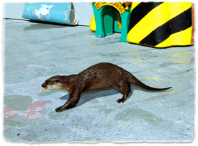 An otter walks across a stage.
