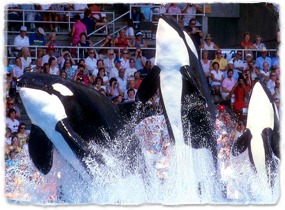 Three orcas jump from the water during a show.