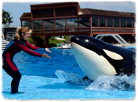 A trainer on the side of a pool gives hand signals to a killer whale that is approaching at the surface.
