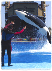 A trainer gives hand signals while an orca is in midair during a jump.