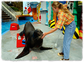 A California sea lion on a stage holding its nose on a trainer's hand.