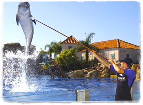 A trainer holds a target pole high over the water and a dolphin jumps to meet it.