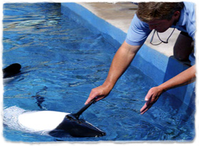 A Commerson's dolphin in a pool raises a pectoral flipper to touch a trainer's hand. The trainer has a whistle in his mouth.